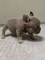 Bucky, a male French Bulldog for sale in West Palm Beach, FL – 5 of 9