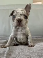 Finely , a male French Bulldog for sale in West Palm Beach, FL – 2 of 4