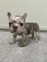 Gracie, a female French Bulldog for sale in West Palm Beach, FL – 4 of 6