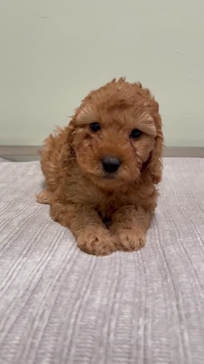 Avery, a female Miniature Goldendoodle for sale in West Palm Beach, FL – 7 of 8