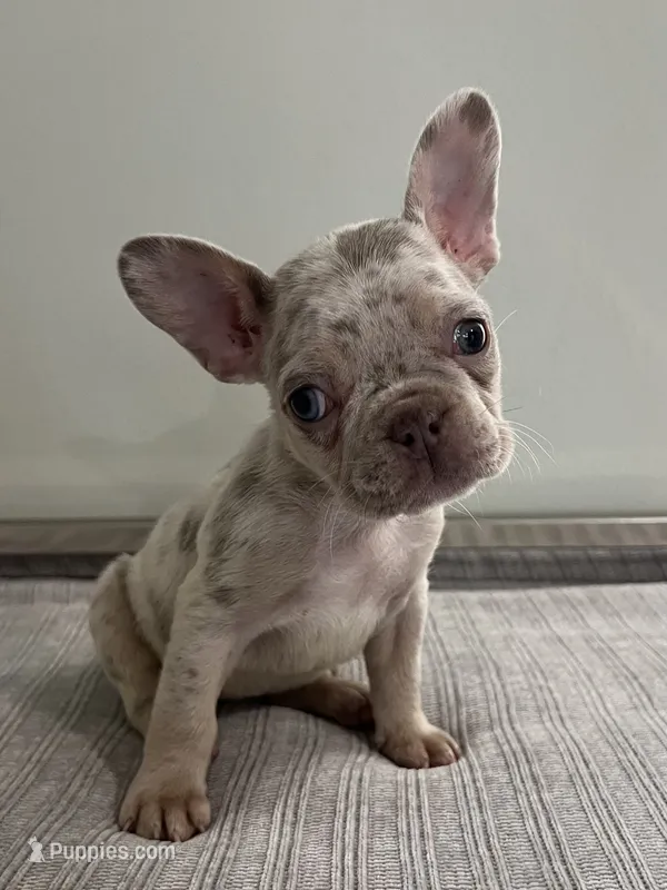Gema – French Bulldog puppy for sale in West Palm Beach, FL