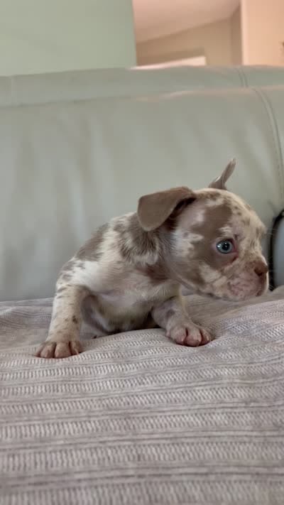 Finely , a male French Bulldog for sale in West Palm Beach, FL – 4 of 4
