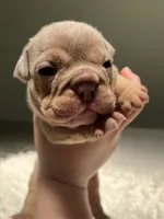 Lady, a female English Bulldog for sale in West Palm Beach, FL – 2 of 6