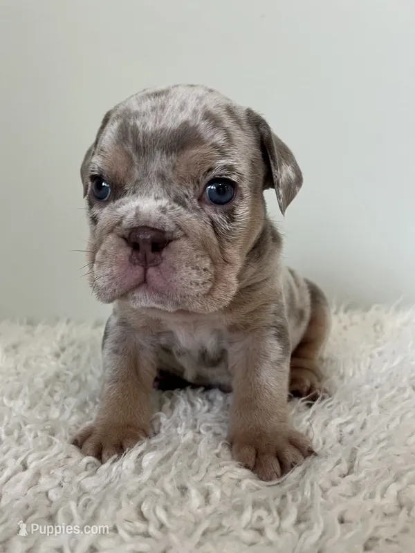 Buster – English Bulldog puppy for sale in West Palm Beach, FL