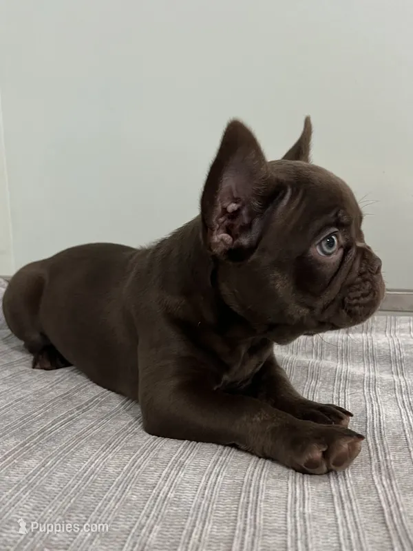 Bear  – French Bulldog puppy for sale in West Palm Beach, FL