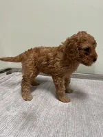 Avery, a female Miniature Goldendoodle for sale in West Palm Beach, FL – 6 of 8