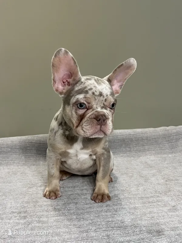 Misty – French Bulldog puppy for sale in West Palm Beach, FL