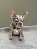 Misty, a female French Bulldog for sale in West Palm Beach, FL – 2 of 7