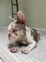 Finley, a male French Bulldog for sale in West Palm Beach, FL – 7 of 8