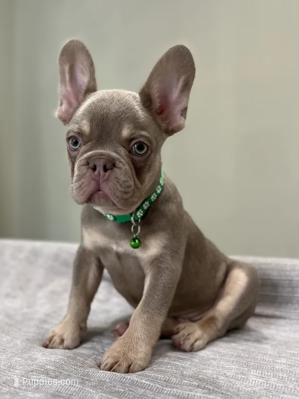 Bucky – French Bulldog puppy for sale in West Palm Beach, FL