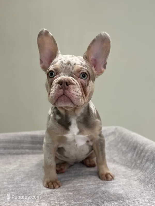 Misty – French Bulldog puppy for sale in West Palm Beach, FL