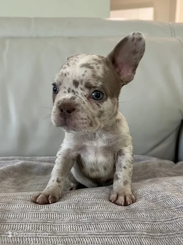 Finely  – French Bulldog puppy for sale in West Palm Beach, FL