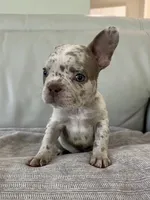 Finely , a male French Bulldog for sale in West Palm Beach, FL – 1 of 4