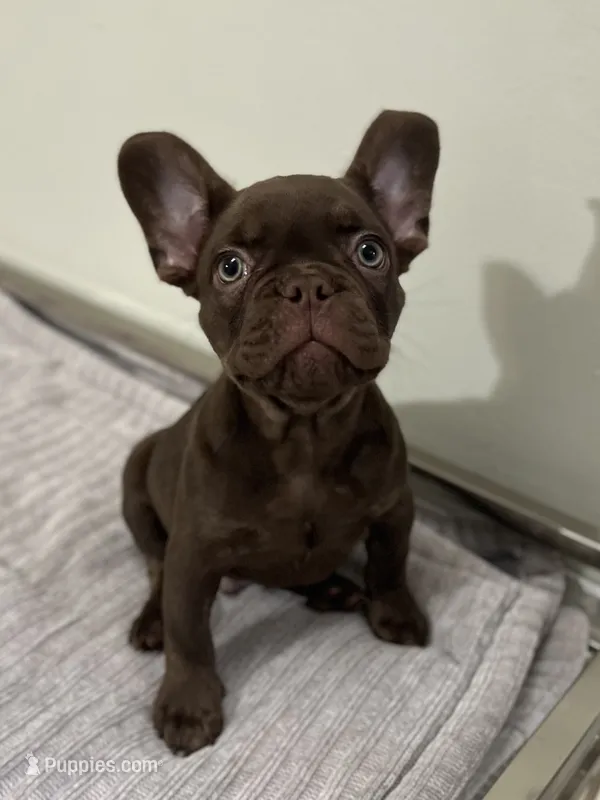 Bear  – French Bulldog puppy for sale in West Palm Beach, FL