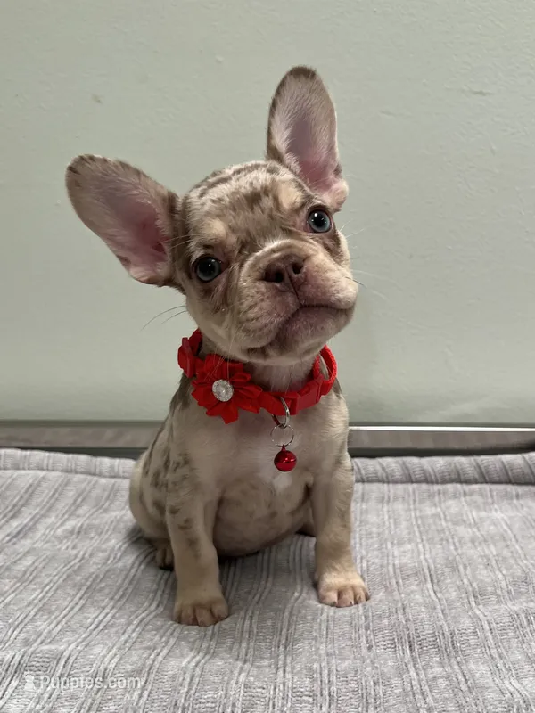 Shelly – French Bulldog puppy for sale in West Palm Beach, FL