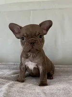 Fanny , a female French Bulldog for sale in West Palm Beach, FL – 3 of 5