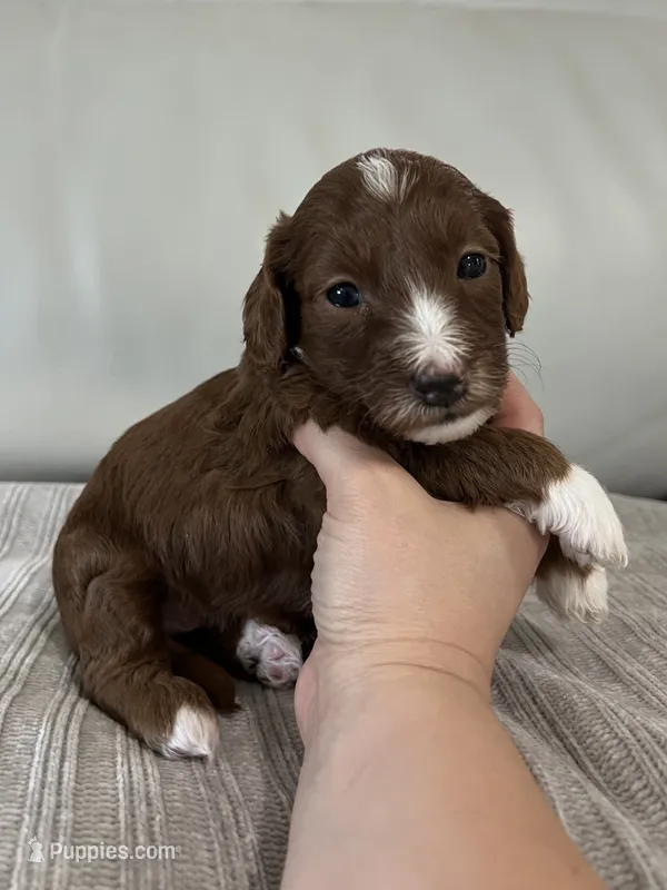 Mindy  – Miniature Goldendoodle puppy on hold in West Palm Beach, FL