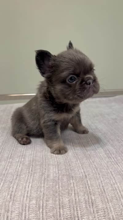Nova Fluffy, a female French Bulldog for sale in West Palm Beach, FL – 9 of 9