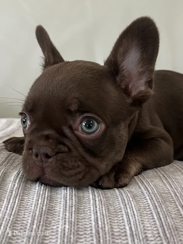 Bear  – French Bulldog puppy for sale in West Palm Beach, FL