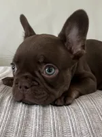 Bear , a male French Bulldog for sale in West Palm Beach, FL – 1 of 9