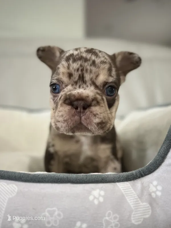 Muffin – French Bulldog puppy for sale in West Palm Beach, FL