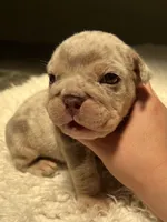 Buster, a male English Bulldog for sale in West Palm Beach, FL – 5 of 7