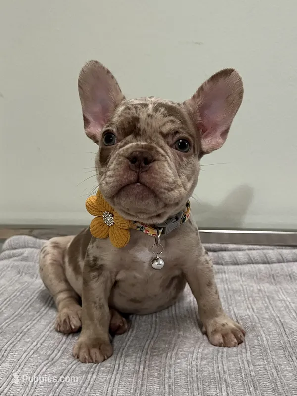 Milano – French Bulldog puppy for sale in West Palm Beach, FL