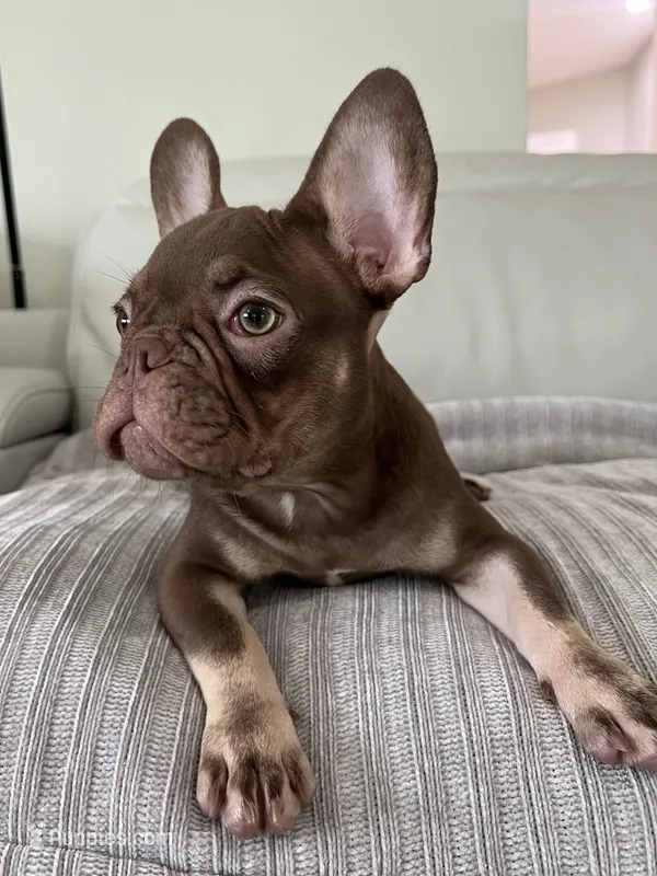 Hank – French Bulldog puppy for sale in West Palm Beach, FL