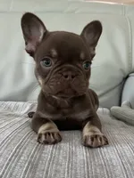 Godiva, a female French Bulldog for sale in West Palm Beach, FL – 4 of 8