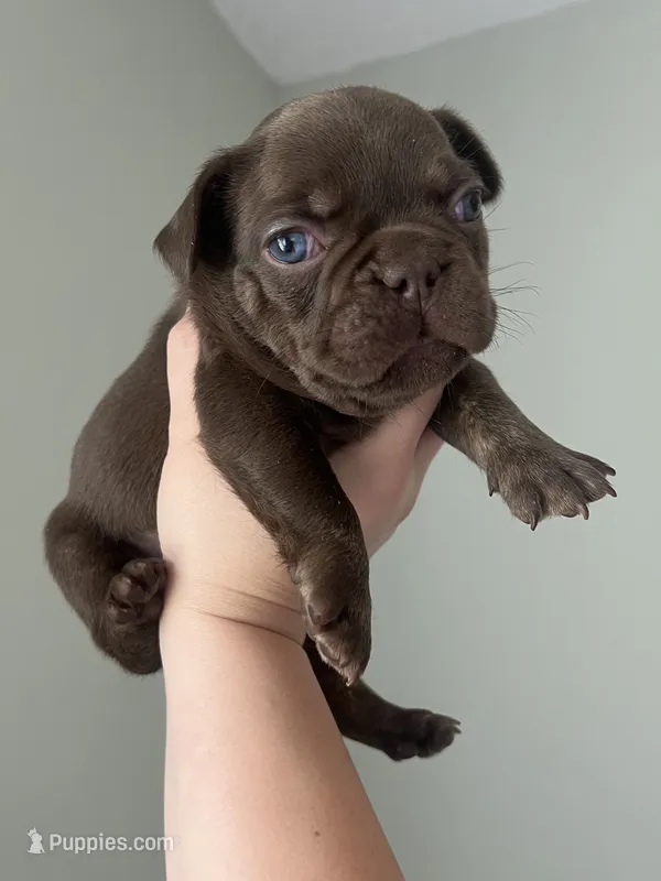 Bear  – French Bulldog puppy for sale in West Palm Beach, FL