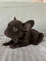 Bear , a male French Bulldog for sale in West Palm Beach, FL – 8 of 9