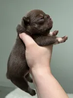 Godiva, a female French Bulldog for sale in West Palm Beach, FL – 3 of 6