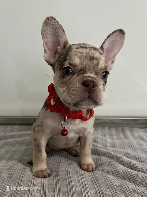 Shelly – French Bulldog puppy for sale in West Palm Beach, FL