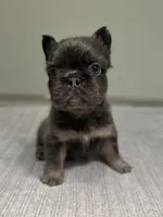 Nova Fluffy, a female French Bulldog for sale in West Palm Beach, FL – 2 of 9