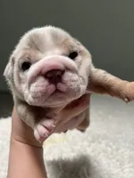 Winnie, a female English Bulldog for sale in West Palm Beach, FL – 5 of 6