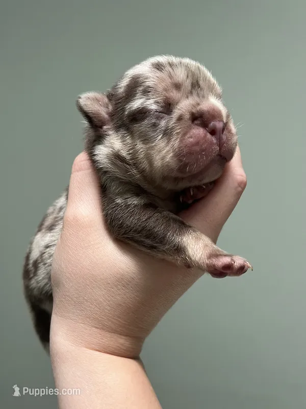 Muffin – French Bulldog puppy for sale in West Palm Beach, FL
