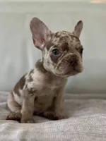 Milano, a female French Bulldog for sale in West Palm Beach, FL – 5 of 9
