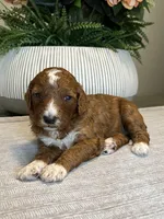 Ella, a female Miniature Goldendoodle for sale in West Palm Beach, FL – Photo 4 of 6