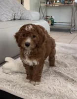 Ella, a female Miniature Goldendoodle for sale in West Palm Beach, FL – Photo 4 of 9