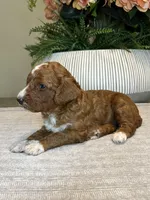 Ella, a female Miniature Goldendoodle for sale in West Palm Beach, FL – Photo 6 of 6