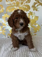 Ella, a female Miniature Goldendoodle for sale in West Palm Beach, FL – Photo 8 of 9