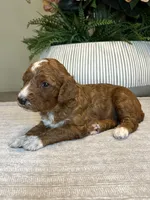 Ella, a female Miniature Goldendoodle for sale in West Palm Beach, FL – Photo 5 of 6