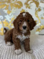 Ella, a female Miniature Goldendoodle for sale in West Palm Beach, FL – Photo 3 of 9