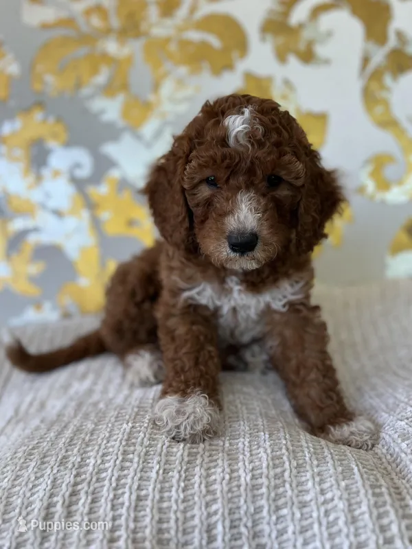 Ella – Miniature Goldendoodle puppy for sale in West Palm Beach, FL