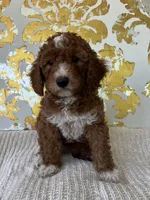 Ella, a female Miniature Goldendoodle for sale in West Palm Beach, FL – Photo 6 of 9