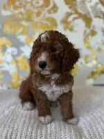 Ella, a female Miniature Goldendoodle for sale in West Palm Beach, FL – Photo 5 of 9