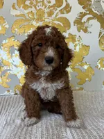 Ella, a female Miniature Goldendoodle for sale in West Palm Beach, FL – Photo 9 of 9