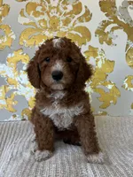 Ella, a female Miniature Goldendoodle for sale in West Palm Beach, FL – Photo 7 of 9