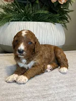 Ella, a female Miniature Goldendoodle for sale in West Palm Beach, FL – Photo 1 of 6