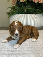 Ella, a female Miniature Goldendoodle for sale in West Palm Beach, FL – Photo 3 of 6